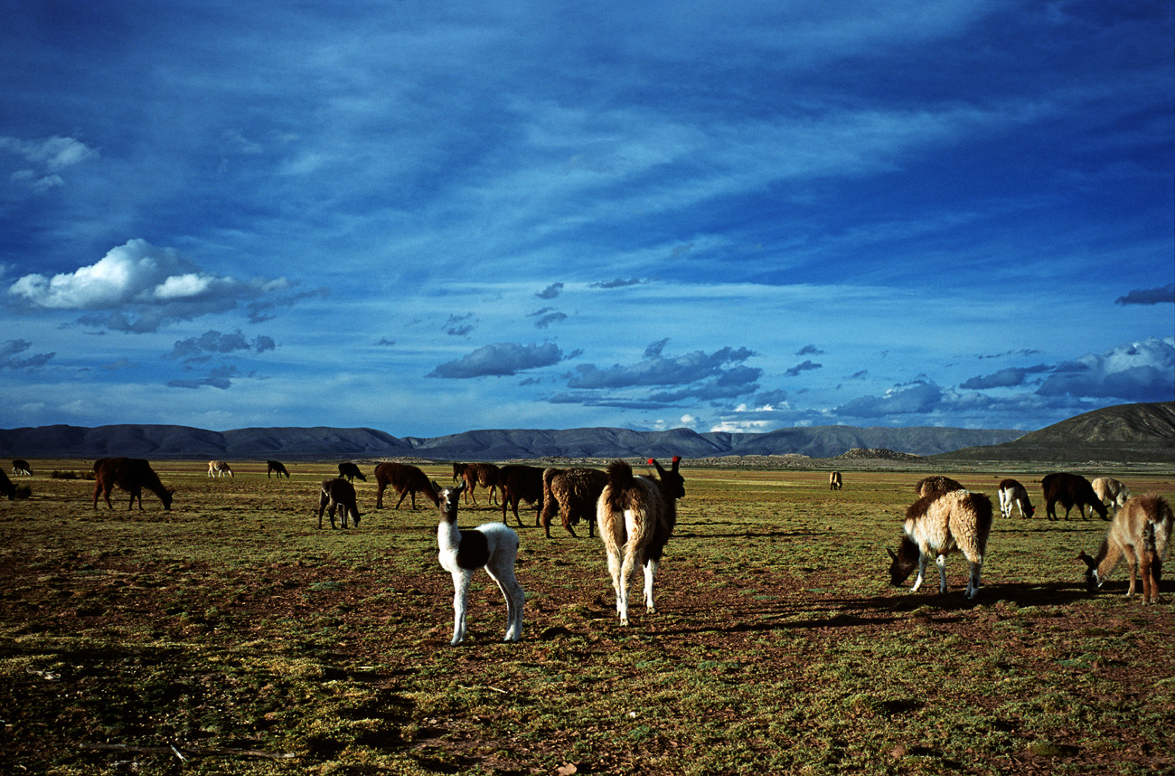 chi_3_37 lamas.jpg - Nord et Est Uyuni bord est du salar troupeau de lamas au bord de la piste longeant le salar d'Uyuni